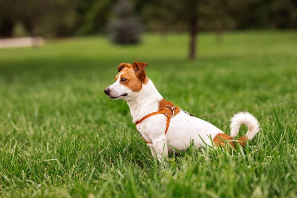 Portrait of trained purebred Jack Russel Terrier dog outdoors in the leash sits, green grass meadow,  summer day discovers the world looking aside stick out, smiling waiting for command, good friend
