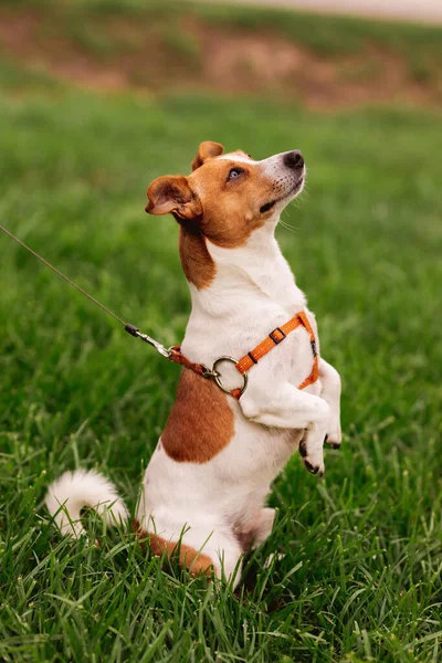 Trained Purebred Adorable Jack Russel Terrier Dog Leash Stands Gopher — Stok Foto
