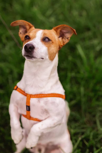Trained purebred adorable Jack Russel Terrier dog in leash stands like gopher outdoors in the nature on summer green park grass meadow waiting for something tasty and command from owner. Good friend