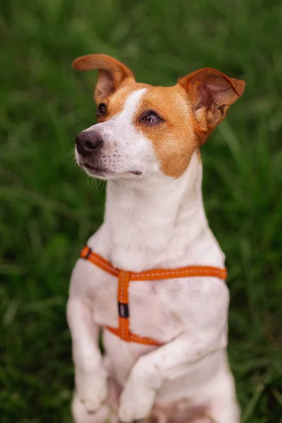 Trained purebred adorable Jack Russel Terrier dog in leash stands like gopher outdoors in the nature on summer green park grass meadow waiting for something tasty and command from owner. Good friend