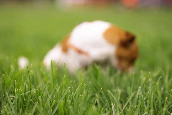 Verschwommene Dressierte Entzückende Reinrassige Jack Russel Terrier Hündin Freien Auf — Stockfoto