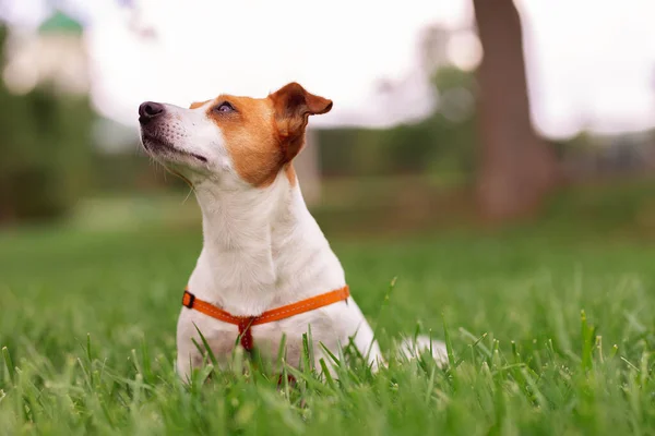 Portrait Trained Purebred Jack Russel Terrier Dog Outdoors Nature Green — Stok Foto