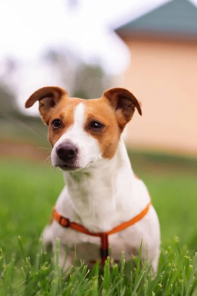 Portrait of trained purebred Jack Russel Terrier dog outdoors in the nature on green grass meadow,  summer day discovers the world looking aside stick out, smiling waiting for command, good friend