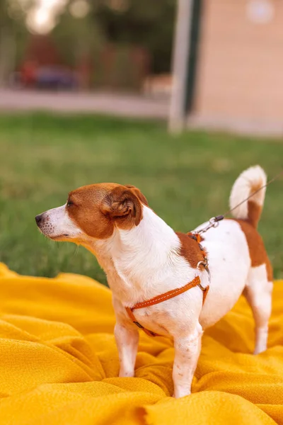Portrait Trained Purebred Jack Russel Terrier Dog Outdoors Stands Orange — ストック写真