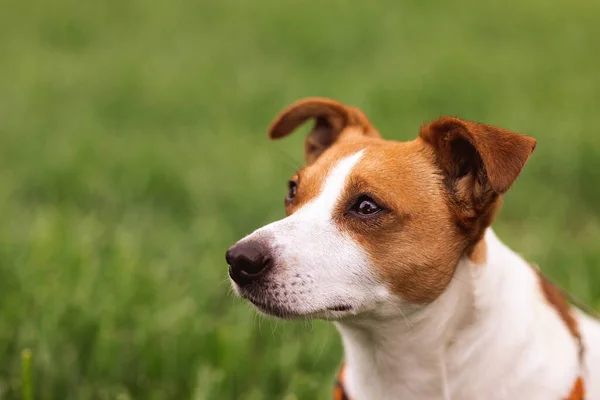 Close-up portrait of trained adorable purebred Jack Russel Terrier dog outdoors in the nature on green grass meadow,  summer day discover the world looking aside stick out, smiling waiting for command