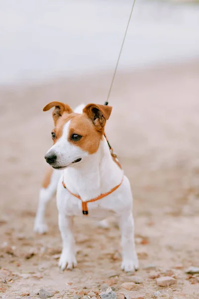 Ausgebildeter Reinrassiger Jack Russel Terrier Hund Freien Der Leine Flussufer — Stockfoto