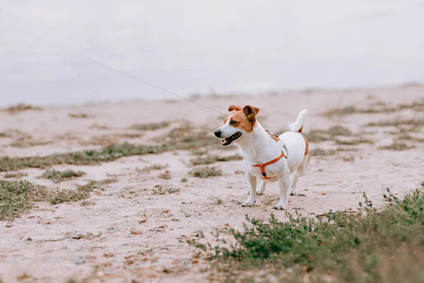 Ausgebildeter Reinrassiger Jack Russel Terrier Hund Freien Der Leine Flussufer — Stockfoto