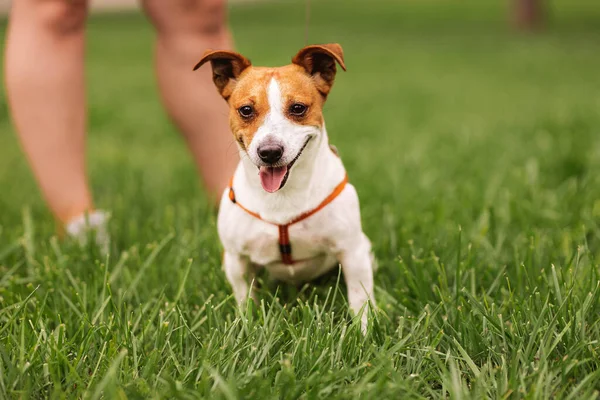 Portrait Trained Purebred Jack Russel Terrier Dog Outdoors Leash Green — Stok Foto