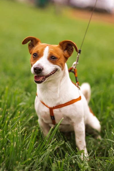 Portrait Trained Purebred Jack Russel Terrier Dog Outdoors Leash Green — Stok Foto