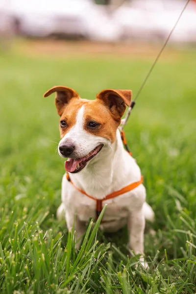 Retrato Raça Pura Treinada Jack Russel Terrier Cão Livre Coleira — Fotografia de Stock