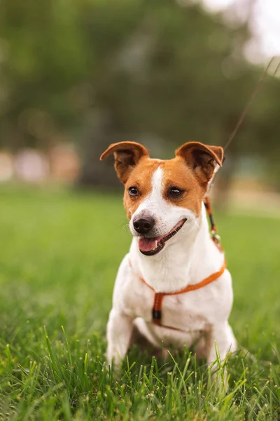 Portrait Trained Purebred Jack Russel Terrier Dog Outdoors Leash Green — ストック写真