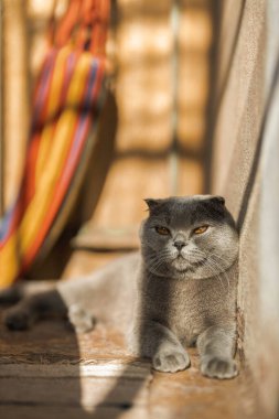 Gri İskoç kıvrımlı, şeffaf, turuncu gözlü, tüylü kedi güneşli bir günde yerde rahatça dinleniyor. Sıcak resim tonu. Evcil hayvanlar önemser. Dünya kedi günü. Kedilerle ilgili web siteleri için görüntü
