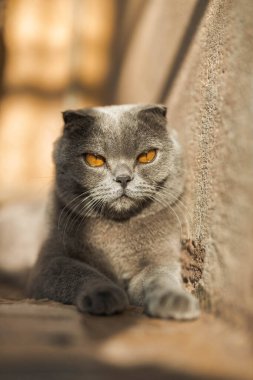 Gri İskoç kıvrımlı, şeffaf, turuncu gözlü, tüylü kedi güneşli bir günde yerde rahatça dinleniyor. Sıcak resim tonu. Evcil hayvanlar önemser. Dünya kedi günü. Kedilerle ilgili web siteleri için görüntü