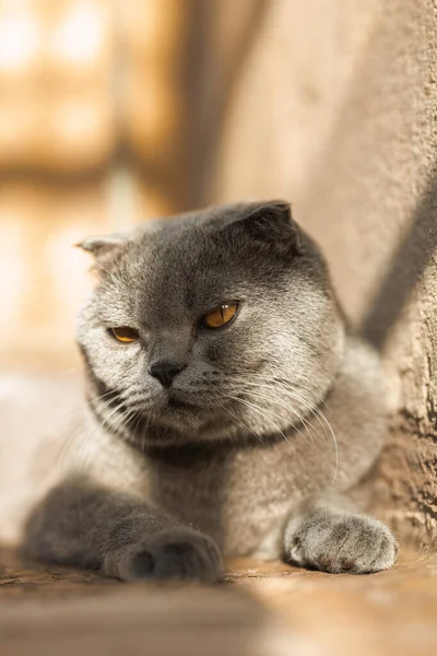 Beautiful Grey Scottish Fold Shorthair Fluffy Cat Orange Eyes Chilling — Stock fotografie