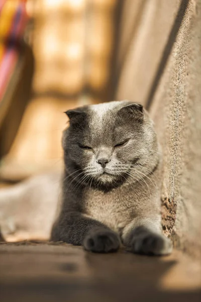 Beautiful Grey Scottish Fold Shorthair Fluffy Cat Orange Eyes Chilling — Stok Foto