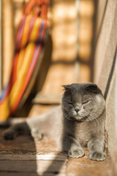 Beautiful Grey Scottish Fold Shorthair Fluffy Cat Orange Eyes Chilling — Stok Foto