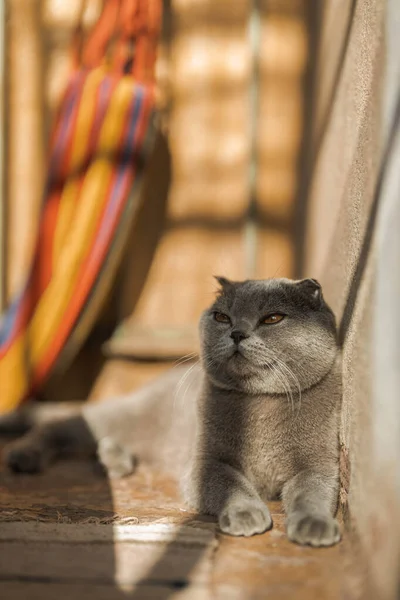 Beautiful Grey Scottish Fold Shorthair Fluffy Cat Orange Eyes Chilling — Stock Photo, Image