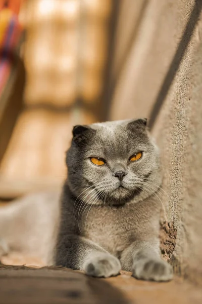 Серая Короткошерстная Шотландская Пушистая Кошка Оранжевыми Глазами Уютно Жужжащая Полу — стоковое фото