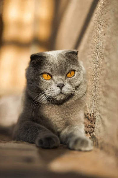 Hermoso Gris Escocés Pliegue Taquigrafía Esponjoso Gato Con Naranja Ojos —  Fotos de Stock