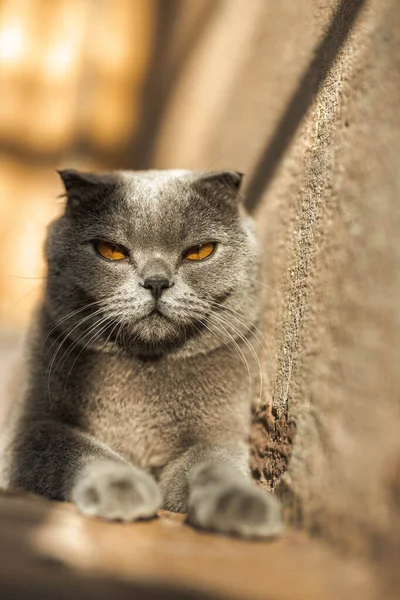 Beautiful Grey Scottish Fold Shorthair Fluffy Cat Orange Eyes Chilling — Foto Stock