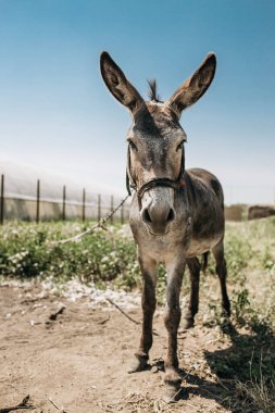 Portrait of curious dark brown donkey on the blurry background of a meadow and greenhouse outdoors. Cute funny animal outdoors at the eco countryside farm on sunny day. Beautiful pet. Peaceful picture