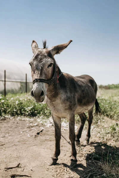 Portrait Curious Dark Brown Donkey Blurry Background Meadow Greenhouse Outdoors — Stock Photo, Image