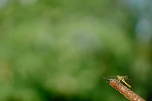 Beautiful Yellow Aggressive Dragonfly Rests Chilling Metal Stick Garden Blurred — Photo