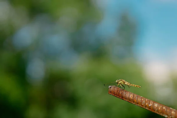 Prachtige Gele Agressieve Libelle Rust Verkoeling Metalen Stokje Tuin Wazig — Stockfoto