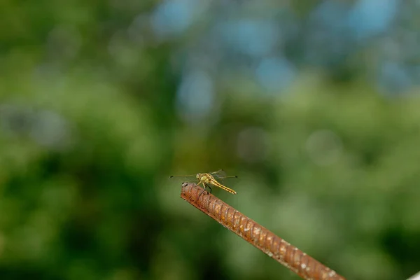 Beautiful Yellow Aggressive Dragonfly Rests Chilling Metal Stick Garden Blurred — Stockfoto