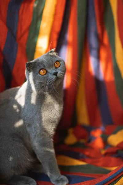 Beautiful Grey Scottish Fold Shorthair Fluffy Cat Orange Eyes Sitting — Stok fotoğraf