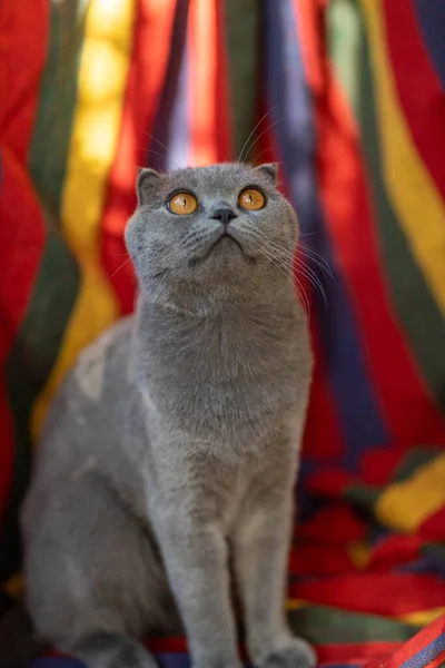 Beautiful Grey Scottish Fold Shorthair Fluffy Cat Orange Eyes Sitting — Stock Fotó