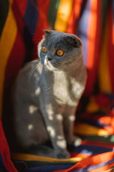Beautiful Grey Scottish Fold Shorthair Fluffy Cat Orange Eyes Sitting — Stock Photo, Image