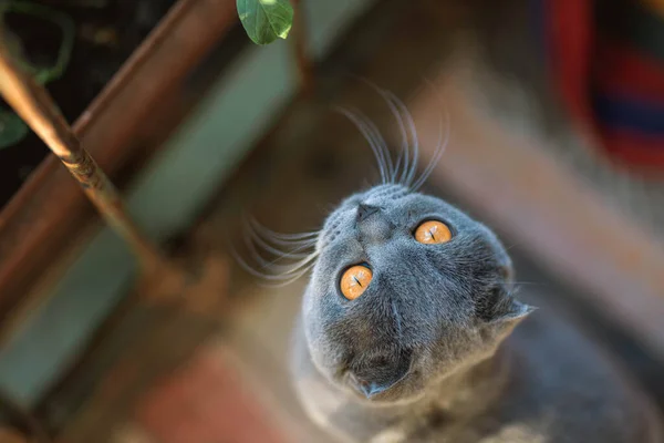 Beautiful Grey Scottish Fold Shorthair Fluffy Cat Orange Eyes Looking — 스톡 사진