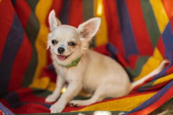 Nahaufnahme Porträt Des Kleinen Kurzhaarigen Miniatur Lustig Beige Mini Chihuahua — Stockfoto