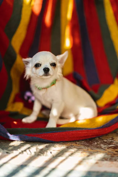 Nahaufnahme Porträt Des Kleinen Kurzhaarigen Miniatur Lustig Beige Mini Chihuahua — Stockfoto