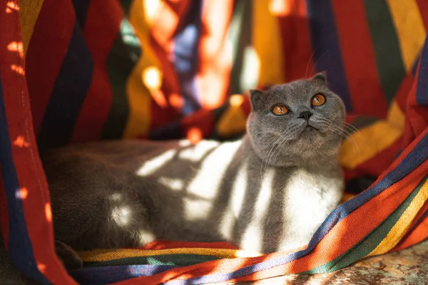 Linda Cinza Escocês Fold Gato Fofo Shorthair Com Olhos Laranja — Fotografia de Stock