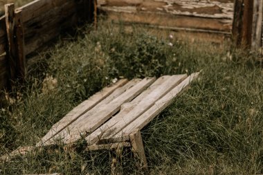 Salyangoz çiftliği. Açık havada salyangoz çiftliğinde salyangozların yetiştiği tahta. Salyangoz yetiştiriciliği. Çiftlikte salyangoz yetiştiriyorum. Güneşli bir günde yenilebilir salyangoz. Yumuşakça salyangoz üretimi. Helix Aspersa Muller. Organik tarım