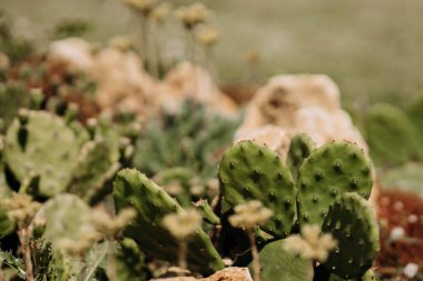 Kaktüsler (melek kanatları, tavşan kulakları kaktüs, tavşan kaktüsü veya puantiyeli kaktüs)