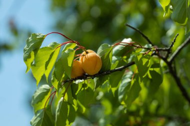 Meyve bahçesinde olgun tatlı iştah açıcı portakal aromalı kayısıların dalları. Doğanın organik yakın plan geçmişi. Güneş parlıyor. Meyve toplama zamanı. Mavi gökyüzüne karşı çiftlikte hasat konsepti