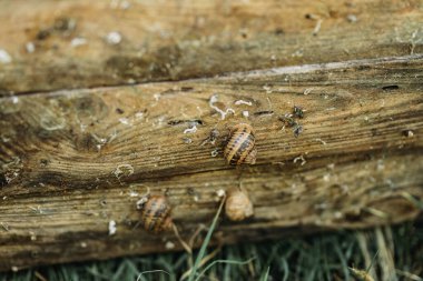 Salyangoz çiftliği. Açık havada salyangoz çiftliğinde salyangozların yetiştiği tahta. Salyangoz yetiştiriciliği. Çiftlikte salyangoz yetiştiriyorum. Güneşli bir günde yenilebilir salyangoz. Yumuşakça salyangoz üretimi. Helix Aspersa Muller. Organik tarım