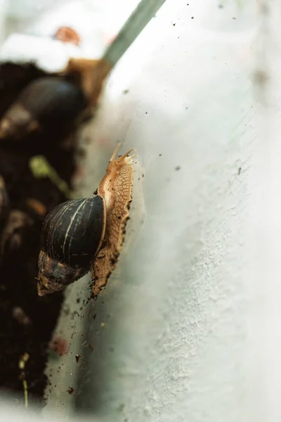 Giant East African Snail Ahatin Achatina Brown Shell Farm Growing — Photo