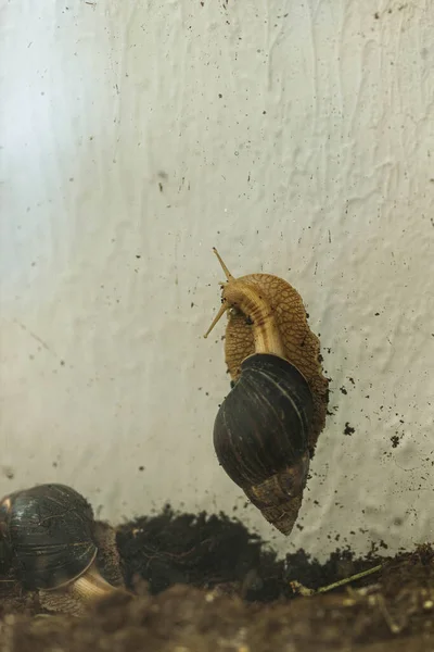 Giant East African Snail Ahatin Achatina Brown Shell Farm Growing — Φωτογραφία Αρχείου