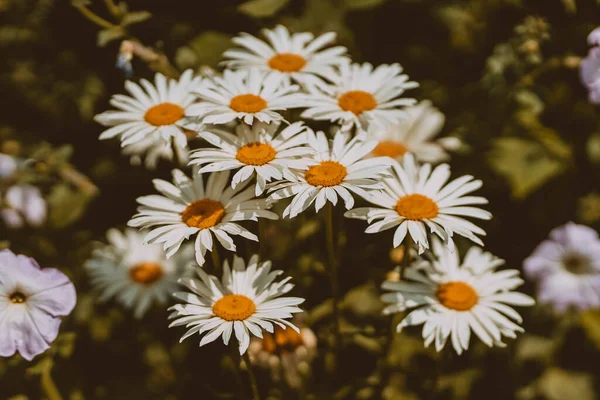 Big Chamomile Flowers Field Sunny Day Nature Daisy Flowers Wide — 스톡 사진