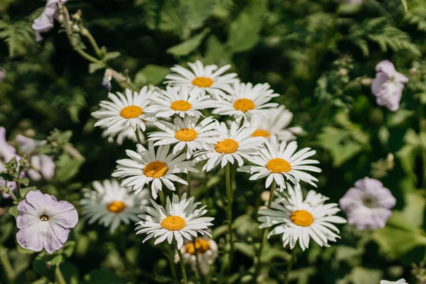 Big Chamomile Flowers Field Sunny Day Nature Daisy Flowers Wide — 스톡 사진