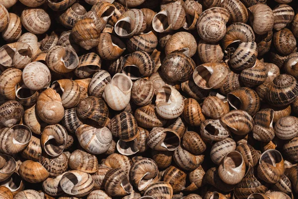 Pile Brown Snail Shells Nature Closeup Colorful Abstract Background High — Stock Photo, Image