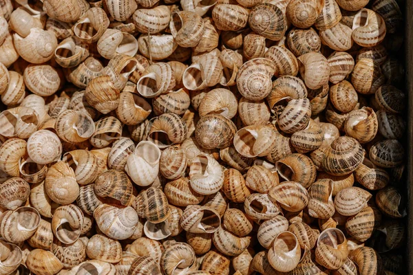Pile Brown Snail Shells Nature Closeup Colorful Abstract Background High — 스톡 사진