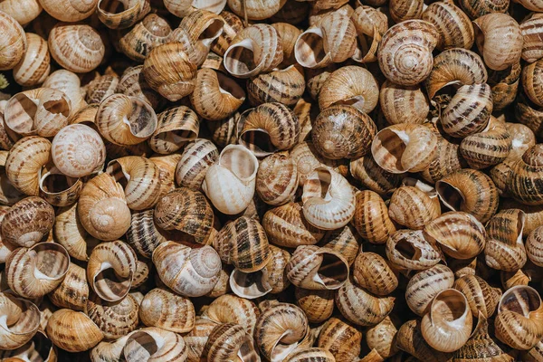 Pile Brown Snail Shells Nature Closeup Colorful Abstract Background High — Stock Photo, Image