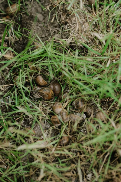 Snails Grow Snail Farm Outdoors Ground Grass Snail Farming Growing — Photo