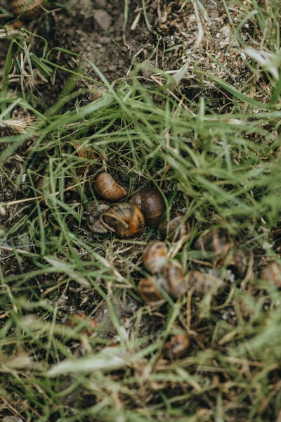 Snails Grow Snail Farm Outdoors Ground Grass Snail Farming Growing — Photo