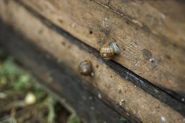 Snail Farm Board Which Snails Grow Snail Farm Outdoors Snail — 图库照片